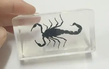 DOPRAVA ZADARMO Čínsky Reálne Tmavé Pohode Čierna Scorpion Jasné Lucite Živice Paperweights Módny Vzor