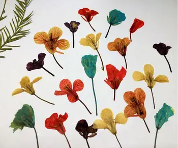 120pcs Stlačené Sušené Cole Kvety Rastlín Herbarium Pre Šperky, Prívesok, Prsteň Náušnice Kvet, Takže Príslušenstvo