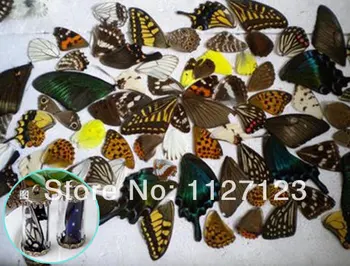 20pcs reálne motýlích krídel,3D Butterfly vzoriek krídla,Reálne Vysušené motýle, Mory, krídla pre krúžok/náhrdelník/zarámované motýle