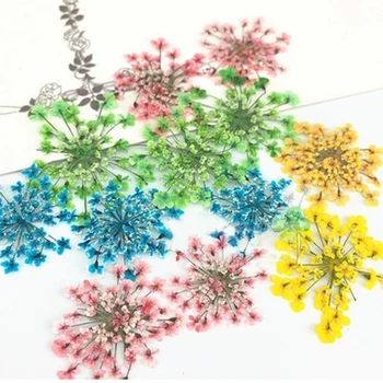 168 Ks Minoan Čipky Reálne Lisované Kvety HOBBY ručné materiál Vzorky 1 lot/14 Tašky Voľný zásielky