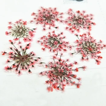 168 Ks Minoan Čipky Reálne Lisované Kvety HOBBY ručné materiál Vzorky 1 lot/14 Tašky Voľný zásielky