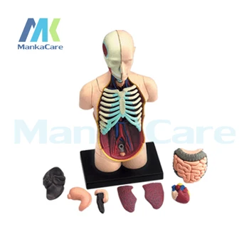 4D Majster Ľudského tela zmontované lekárske ľudskej anatómie priehľadnými anatomický model
